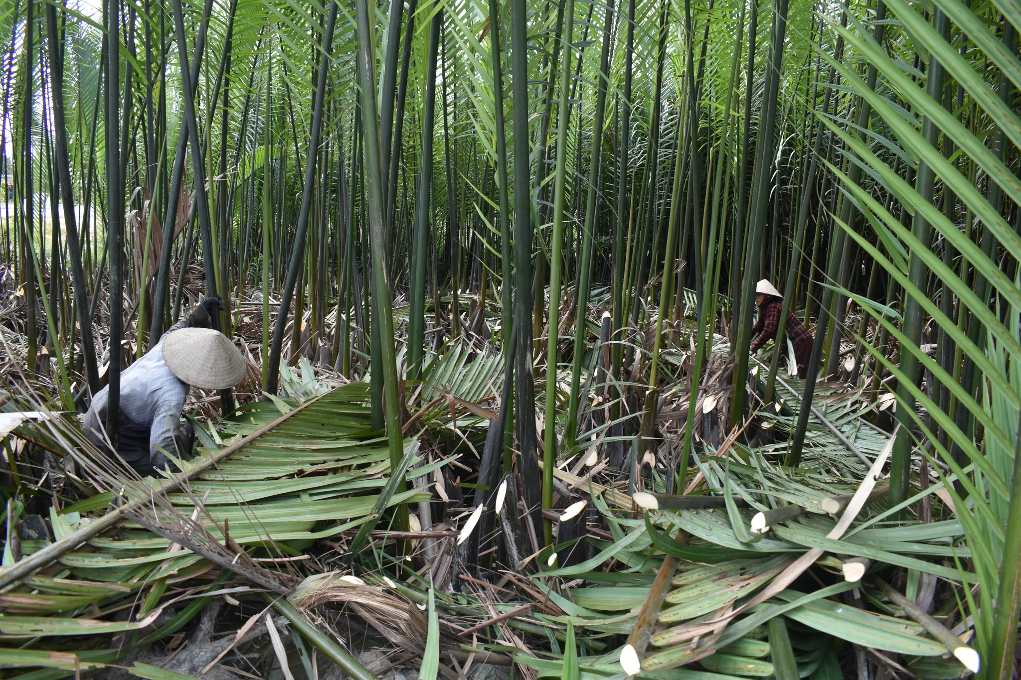 Coconut leaf harvest 